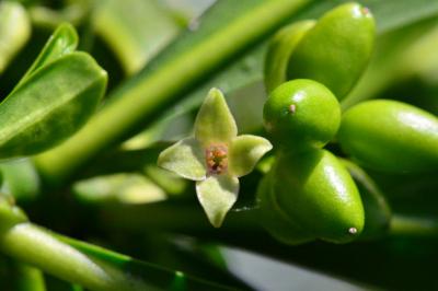 <i>Daphne laureola</i>