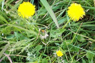 <i>Taraxacum dens-leonis</i>