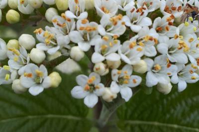 <i>Viburnum lantana</i>