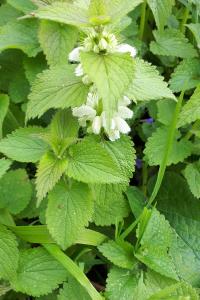 <i>Lamium album</i>