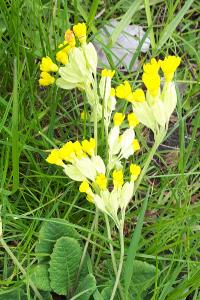 <i>Primula veris</i>
