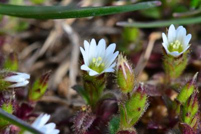 <i>Cerastium glomeratum</i>