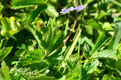 <i>Veronica chamaedrys</i>
