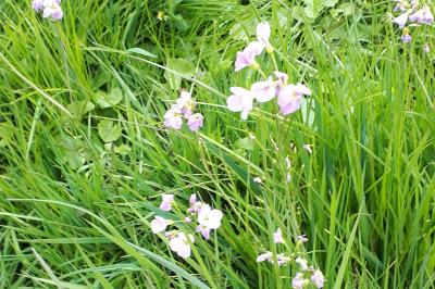 <i>Cardamine pratensis</i>