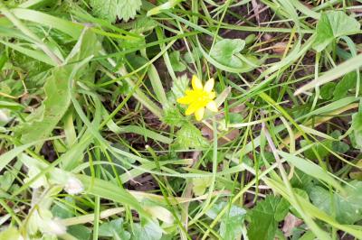 <i>Ficaria verna</i>
