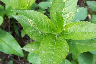 <i>Mercurialis perennis</i>