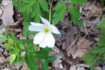 <i>Anemone nemorosa</i>