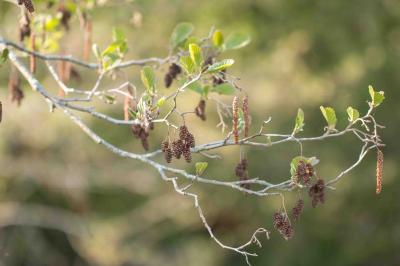 Alnus glutinosa