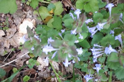 <i>Glechoma hederacea</i>