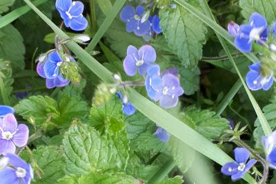 <i>Veronica chamaedrys</i>