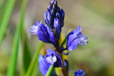<i>Polygala vulgaris</i>