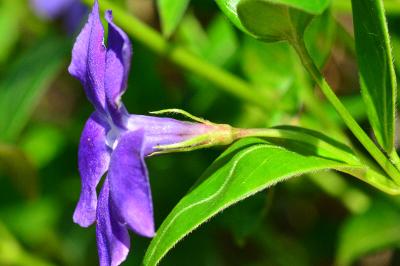 <i>Vinca major</i>
