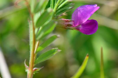 Vicia sativa