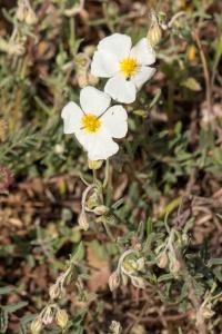 <i>Helianthemum apenninum</i>