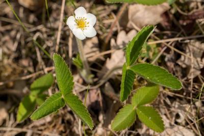 <i>Fragaria vesca</i>