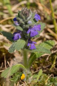 <i>Ajuga genevensis</i>