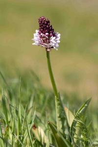 <i>Orchis purpurea</i>