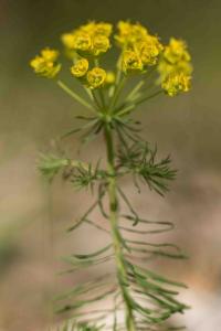 <i>Euphorbia cyparissias</i>