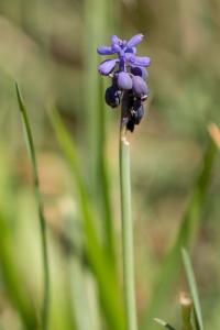 <i>Muscari neglectum</i>