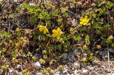 <i>Potentilla verna</i>