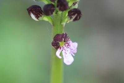 Orchis purpurea