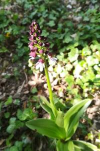 <i>Orchis purpurea</i>