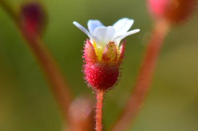 <i>Saxifraga tridactylites</i>