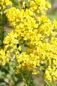 <i>Barbarea vulgaris</i>