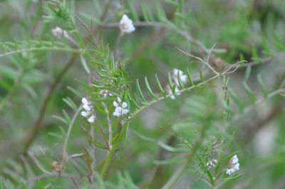 <i>Ervilia hirsuta</i>