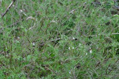 Ervilia hirsuta