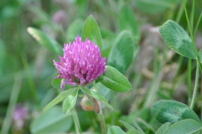 <i>Trifolium pratense</i>