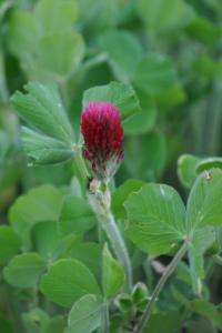 <i>Trifolium incarnatum</i>