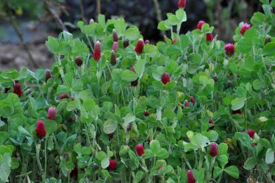 Trifolium incarnatum