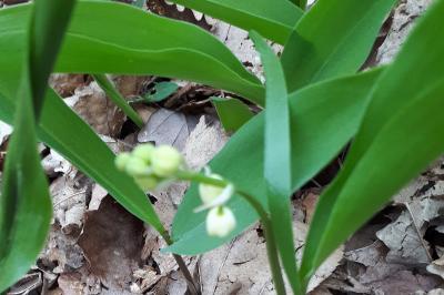 <i>Convallaria majalis</i>