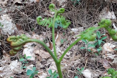 <i>Pteridium aquilinum</i>