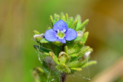 Veronica arvensis