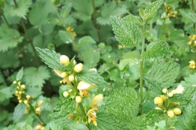 <i>Lamium galeobdolon</i>