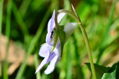 <i>Viola riviniana</i>