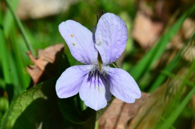 <i>Viola riviniana</i>