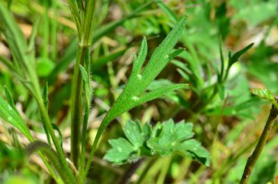 <i>Ranunculus bulbosus</i>