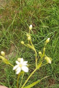 <i>Stellaria graminea</i>