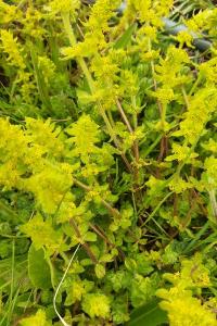 <i>Cruciata laevipes</i>