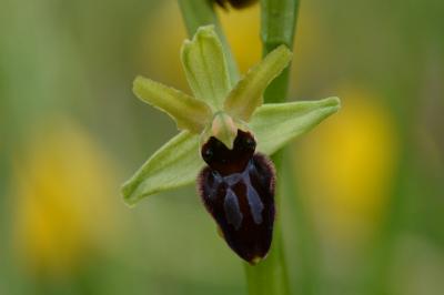 Ophrys aranifera