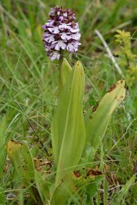 <i>Orchis purpurea</i>