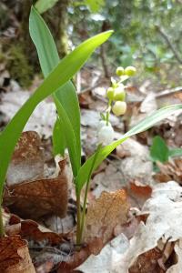 <i>Convallaria majalis</i>