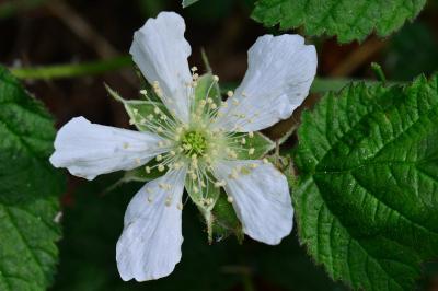 <i>Rubus caesius</i>