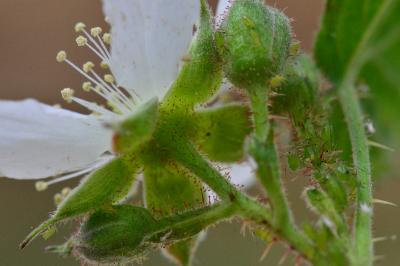 <i>Rubus caesius</i>