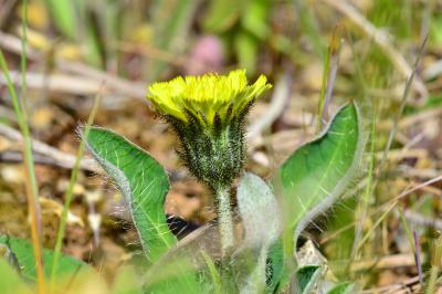 Pilosella officinarum