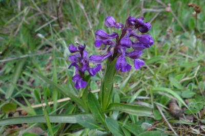 <i>Anacamptis morio</i>