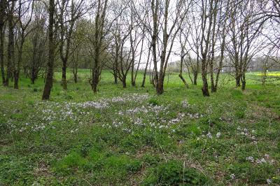 <i>Cardamine pratensis</i>